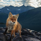 Illustration for article titled Natures Candids: The Best Wildlife Camera-Trap Photography Of 2014